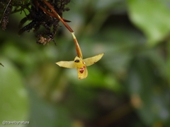 Maxillaria