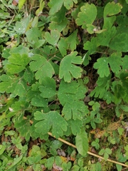 Aquilegia canadensis