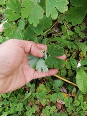 Aquilegia canadensis