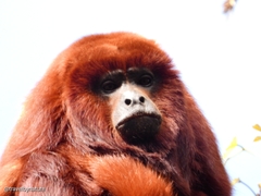 Alouatta seniculus
