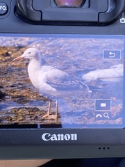 Chroicocephalus genei