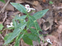 Andrographis paniculata