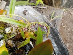 Bulbophyllum