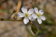 Drosera finlaysoniana