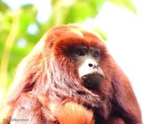 Alouatta seniculus
