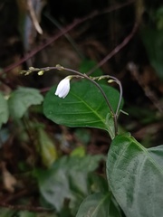 Codonacanthus pauciflorus