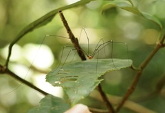 Pseudogagrella splendens