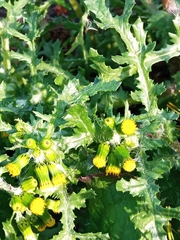 Senecio vulgaris