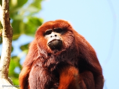 Alouatta seniculus