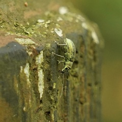 Cyphicerini
