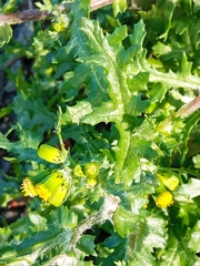 Senecio vulgaris