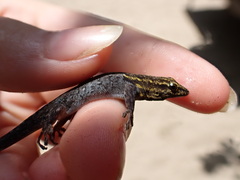 Lygodactylus picturatus