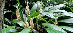 Calanthe formosana