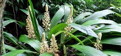Calanthe formosana