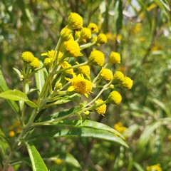 Verbesina virgata