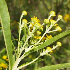 Verbesina virgata