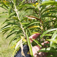 Verbesina virgata