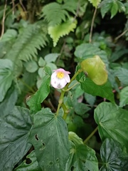 Begonia formosana