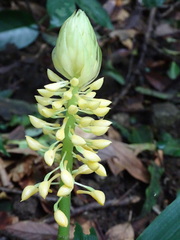 Calanthe formosana
