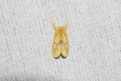 Euproctis staudingeri