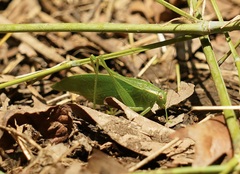 Tettigoniidea