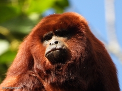 Alouatta seniculus