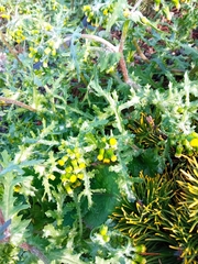 Senecio vulgaris