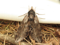 Sphinx gordius