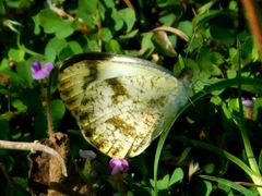 Colotis aurora