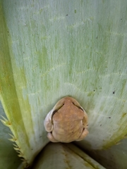 Boana pulchella