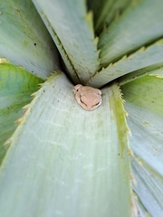 Boana pulchella