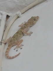 Ptyodactylus