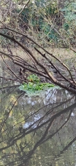 Hydrocotyle ranunculoides