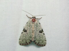 Leuconycta diphteroides