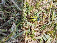 Calligrapha polyspila
