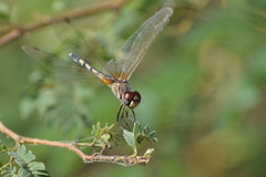 Trithemis pallidinervis
