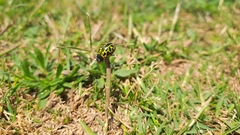 Calligrapha polyspila