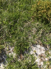Ehrharta villosa