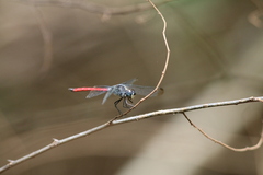 Lathrecista asiatica