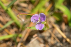 Murdannia loriformis