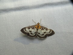 Anania hortulata
