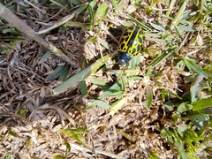Calligrapha polyspila