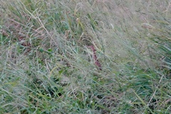 Ixobrychus sinensis