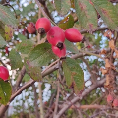 Rosaceae