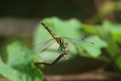Indothemis carnatica