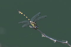 Ictinogomphus rapax