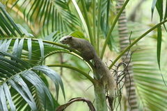Callosciurus finlaysonii
