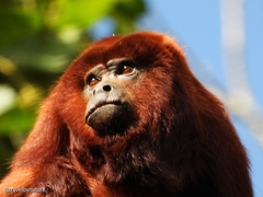 Alouatta seniculus