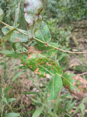 Teratosphaeria eucalypti