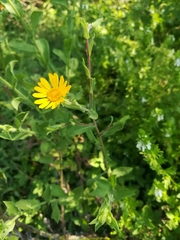 Grindelia tenella